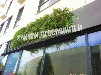 SHOWROOM GREEN SPIRIT